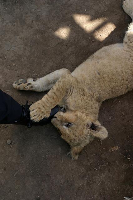 The little lion likes shoes