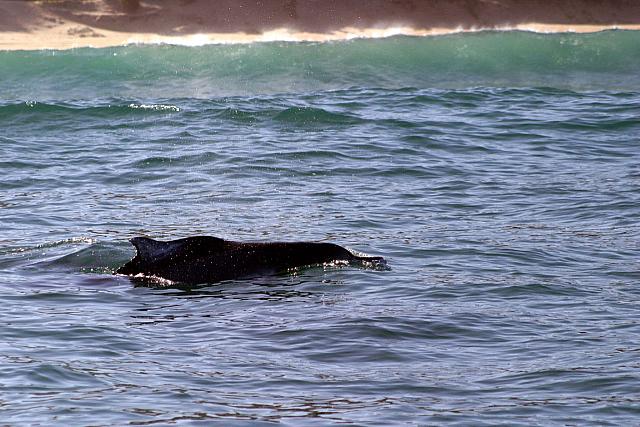 Humpback dolphin getting close to the boat