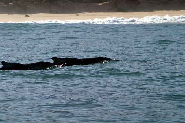 Two humpback dolphins close to the boat