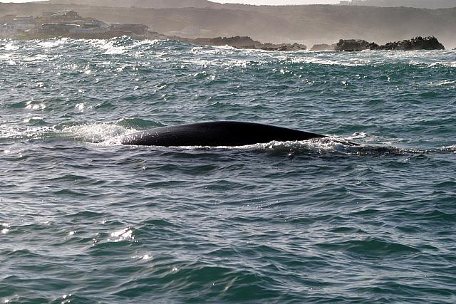 Back of a Southern Right Whale