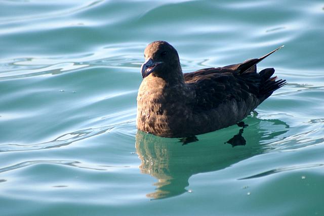This waterbird is from Antarctica and follow the Whales on their long journey!