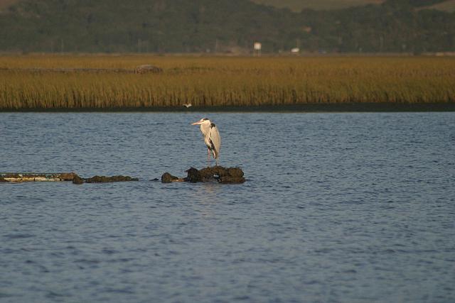 Heron by Knysna