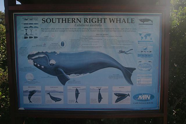 Information about the Southern Right Whale