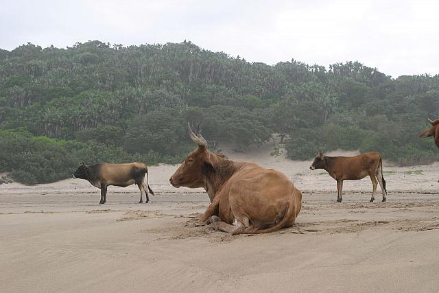 Nothing like a good day at the beach!