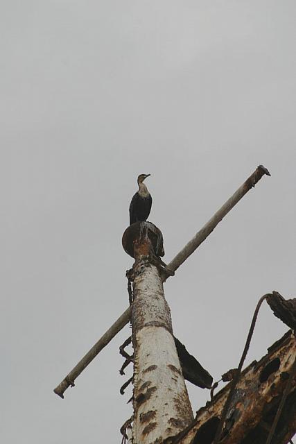 Bird on the shipwreck in the Transkei