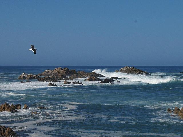 Coast and Seagul by Knysna