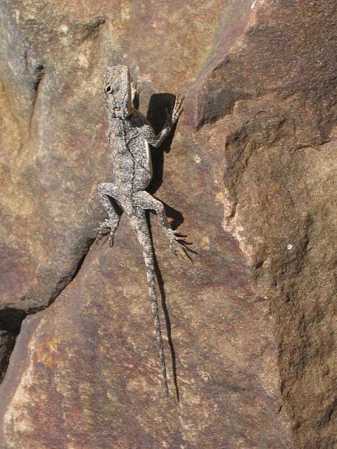 Lizard enjoying the sun at Robberg