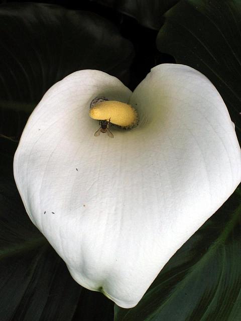 Flower and fly at Tsitiskama