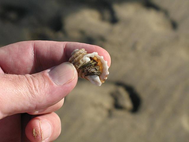 Tiny hermit crab, Karl found on the beach