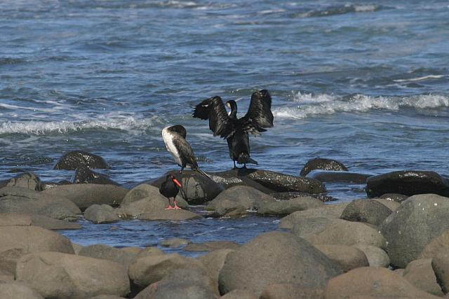 Birds on the rocky beach