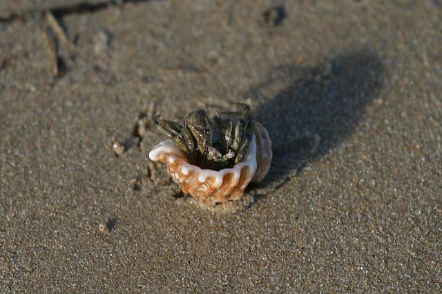 The hermit crab started looking for water.