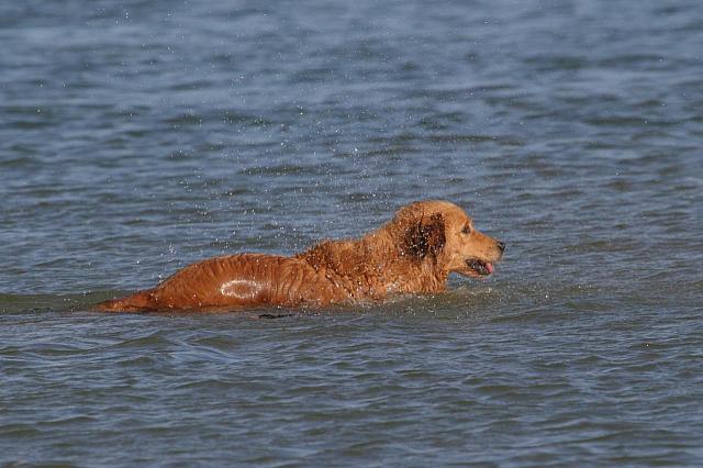 Dog enjoying the water