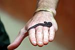 Poisonous baby night adder