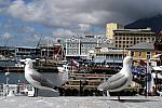 Seaguls posing at the waterfront in Cape Town