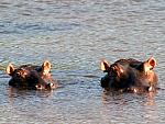 Hippos
