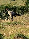 Secretary bird