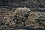 Young hyaena