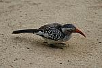 Red-billed hornbill