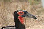 Southern Ground Hornbill