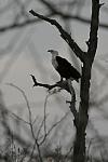 African fish-eagle