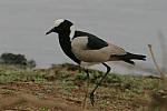 Blacksmith lapwing
