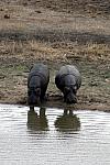 2 Hippos