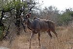 Kudu