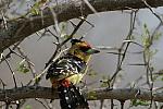 Crested Barbet