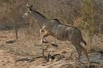 Jumping nyala