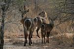 Female and child waterbuck