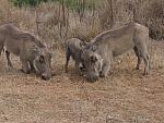 Warthog