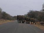 Elephant crossing