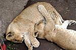 Three month old lions cuddling together