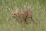 Cheetah