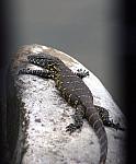 Nile Monitor