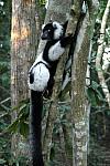 Black & White Ruffed Lemur 
