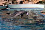 Dolphin demonstrations