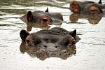 Submersible Hippos