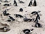 Penguins by Cape Town