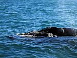 Snout of a Southern Right Whale