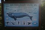 Information about the Southern Right Whale