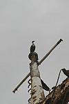 Bird on the shipwreck in the Transkei